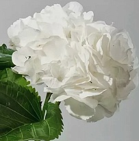 Гортензия White дл.70 1шт