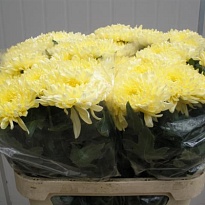 Хризантема одноголовая Allouise White 10шт