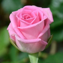 Роза Аква одноголовая (МЦ) дл.50 20шт/уп