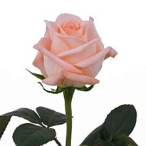 Роза Mystic Engagement дл.50 25шт