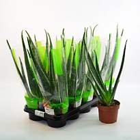 Алоэ Вера d12 h40 10шт