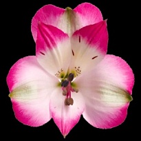 Альстромерия Bella Rosa Bridgitte дл.80 10шт