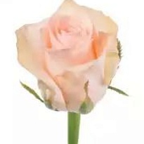 Роза Кимберли одноголовая (МЦ) дл.70 15шт/уп