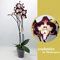 Орхидея Фален. Клементина (Биг Липс)  2ст d12 h60 10шт