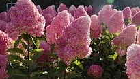 Гортензия (Hydrangea) метельч. Ливинг Пинк энд Роуз d9 h40-50 18шт