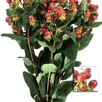 Гиперикум True Romance 5 шт