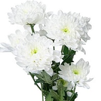 Хризантема кустовая Altay (Ц) 5шт 