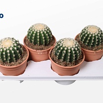 Эхинокактус Бревиспина d17 h25 4шт