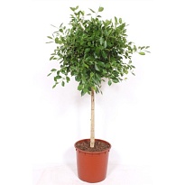 Фикус Нитида стем d34 h150 1шт