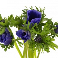 Анемона Galil Blue 10шт