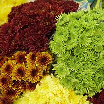 Хризантема Multiflora Mix Daisy Pompoms дл.70 10шт