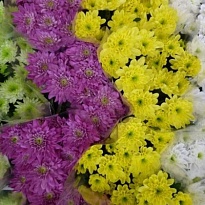 Хризантема кустовая MIX 5шт