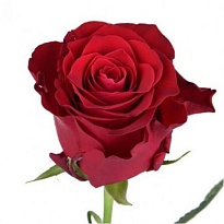 Роза Fontana Ever Red дл.42 10шт