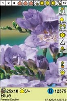 Фрезия Голубая махровая 5/+ 10шт*