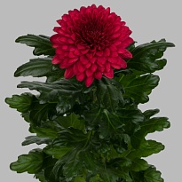 Хризантема одноголовая Lamira Red 10шт