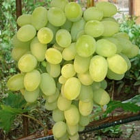 Виноград плодовый Августин/Цв.Кор