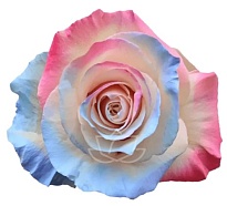 Роза крашен. Bella Роза S.a. Holi дл.50 25шт