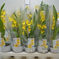Орхидея Онцидиум d8 h20 8шт