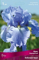 Ирис бородатый Бэббелинг Брук 1шт