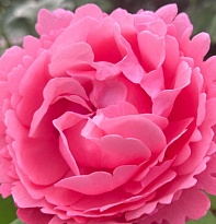 Роза Милами платистая/Цв.Кор