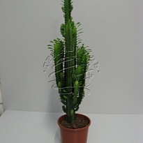 Эуфорбия Тригона Рубра d17 h80 6шт