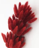 Лагурус сухоцвет 60шт h60-70см красный насыщенный