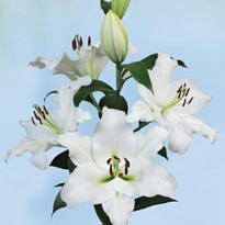 Лилия or. Petacas 5/6+ 10шт