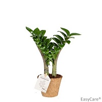 Замиокулькас Зензи d9 h25 18шт