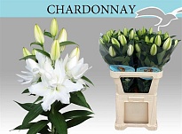Лилия Dbl Roselily Chardonnay 4/5+ 10шт