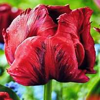 Тюльпан Red Madonna 10шт