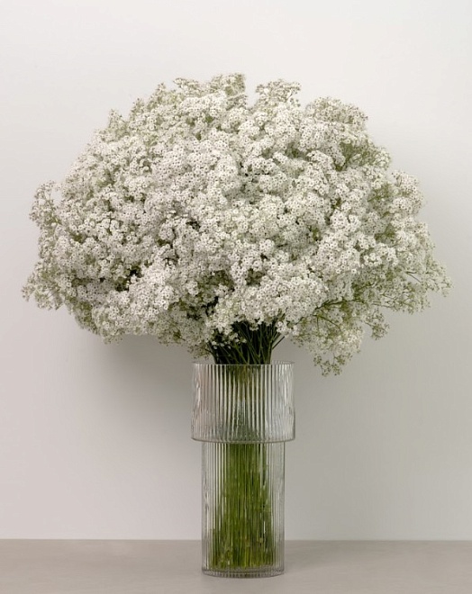 Гипсофила Pyganflor Angel дл.1000 25шт