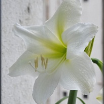 Гипеаструм Mont Blanc 1шт