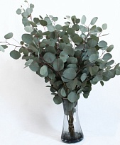 Эвкалипт Populus (К) дл.60 1уп