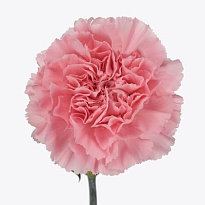 Гвоздика Julia 20шт