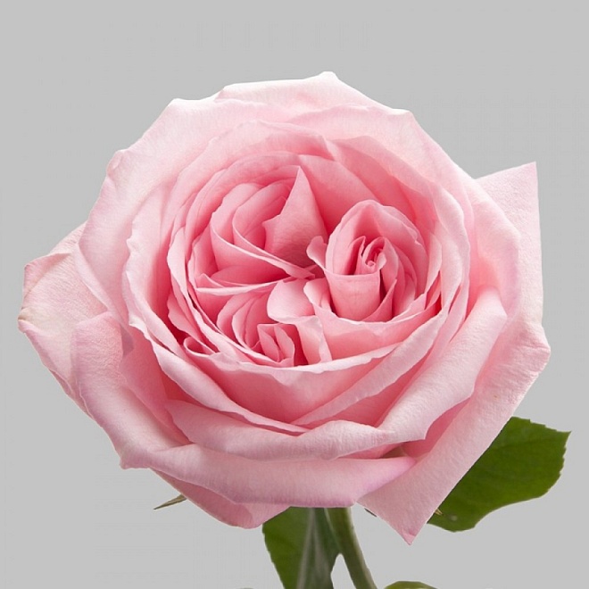 Роза Lucy Pink Ohara дл.60 25шт