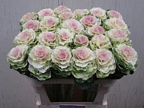 Брасика 5шт