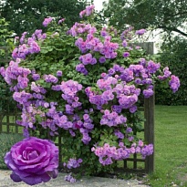 Роза Клайминг Индиголетта плетистая/Цв.Кор 1шт