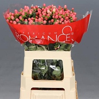 Гиперикум Sweet Romance 5шт