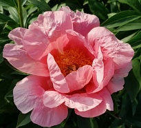 Пион Lovely Rose 5шт