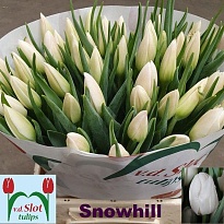 Тюльпан Snowhill 10шт