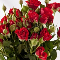 Роза кустовая Mirabel дл.40 10шт