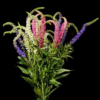 Вероника Mix In Fust 5шт