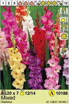 Гладиолус микс 12/14 7шт*