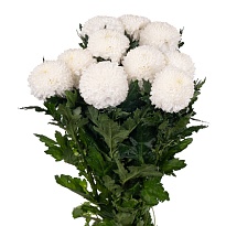 Хризантема одноголовая Superbowl 10шт