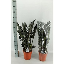 Замиокулькас Равен d21 h90 1шт