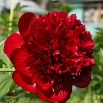 Пион Red Charm 5шт