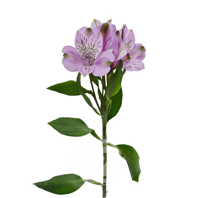Альстромерия Tessa Lavender дл.60 10шт