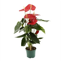 Антуриум Орегон d17 h70 6шт