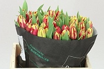 Тюльпан Tarantula 50шт