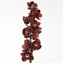Орхидея Cymbidium Chocolat*9 дл.60 1шт